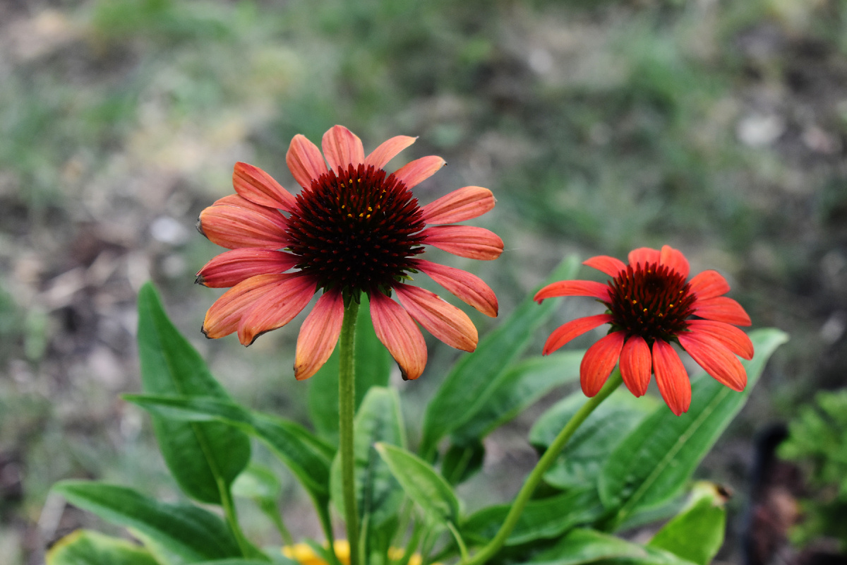 Эхинацея Red Pearl