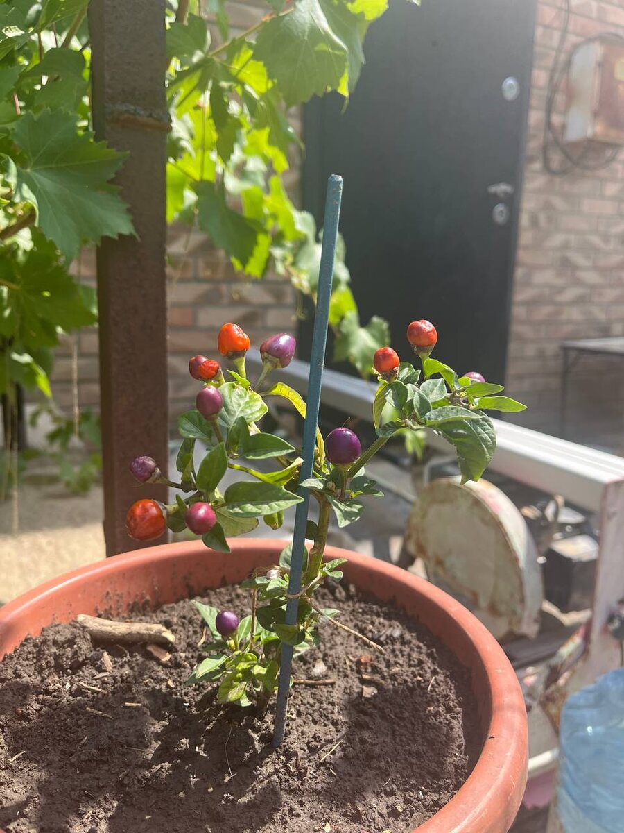 Вот такой перец вырастил мой муж