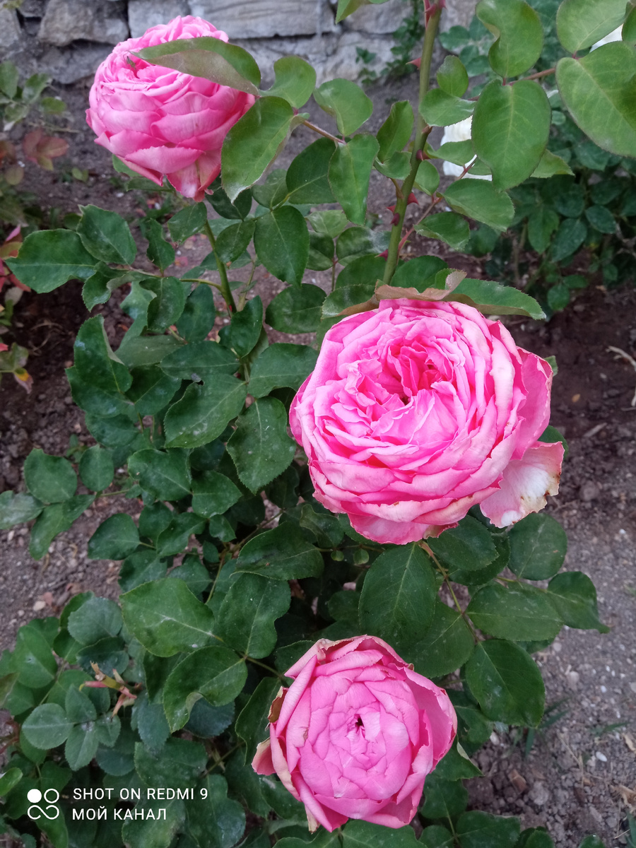 Ч/г роза Мон Пети Шу. Тоже была купена из остатков. Но красоткой была с первого же цветка. Фото автора.