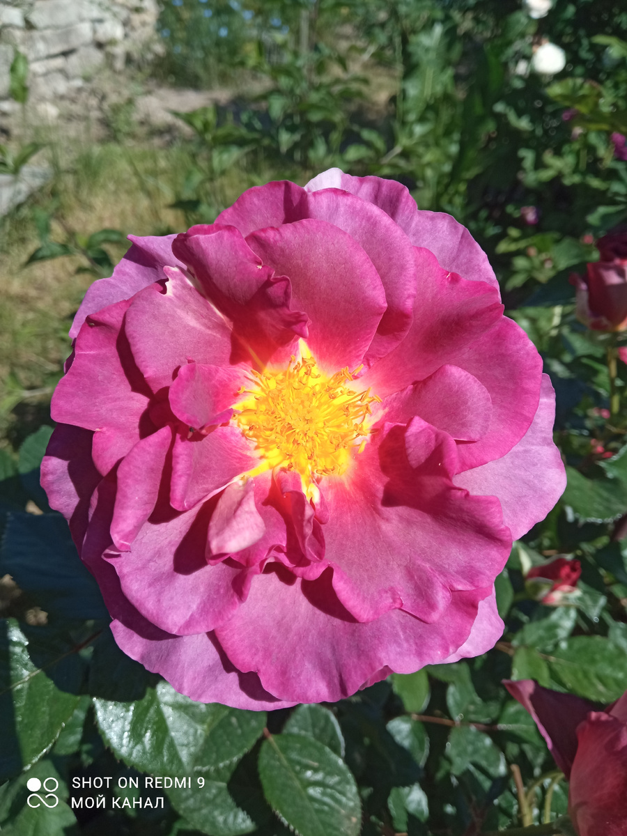 Роза Блаувестад. Фото автора.