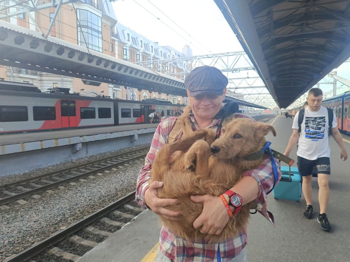 Помните Фиону, которая неделю назад уехала к новой жизни в С.Петербург. Собачка доехала,  радостная встреча с хозяевами.
