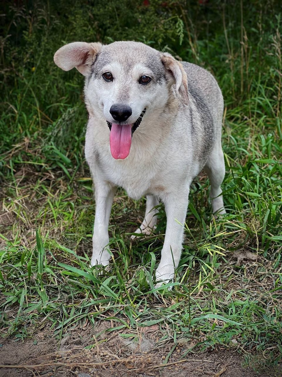 Примерный возраст этой собачки 8-10 лет и у неё было мало шансов найти хозяев и свой дом. Но нашлись люди, которые захотели забрать именно такую собачку, не молодую, с нерпостой жизненной историей. Они решили подарить ей любовь и заботу. Собачка уехала в Москву