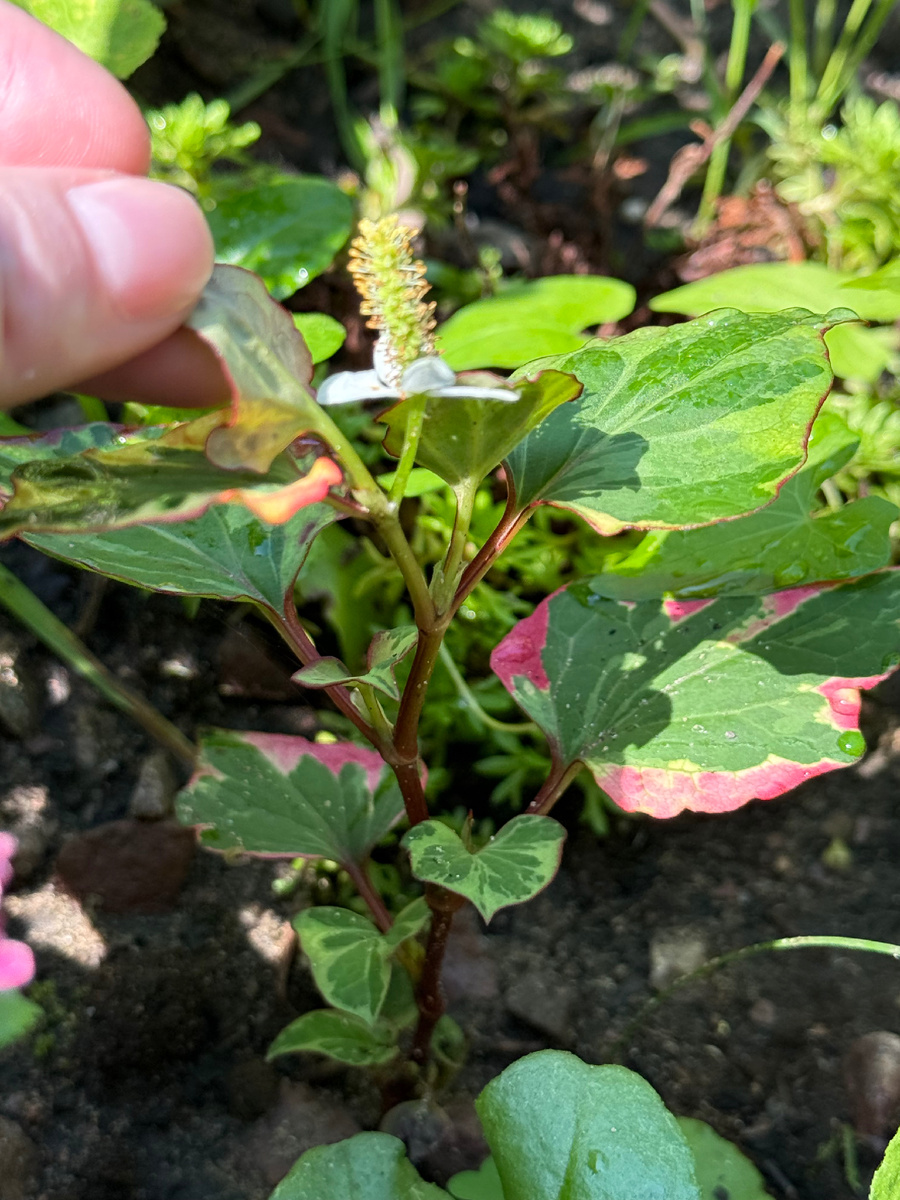 Черенки в клумбе