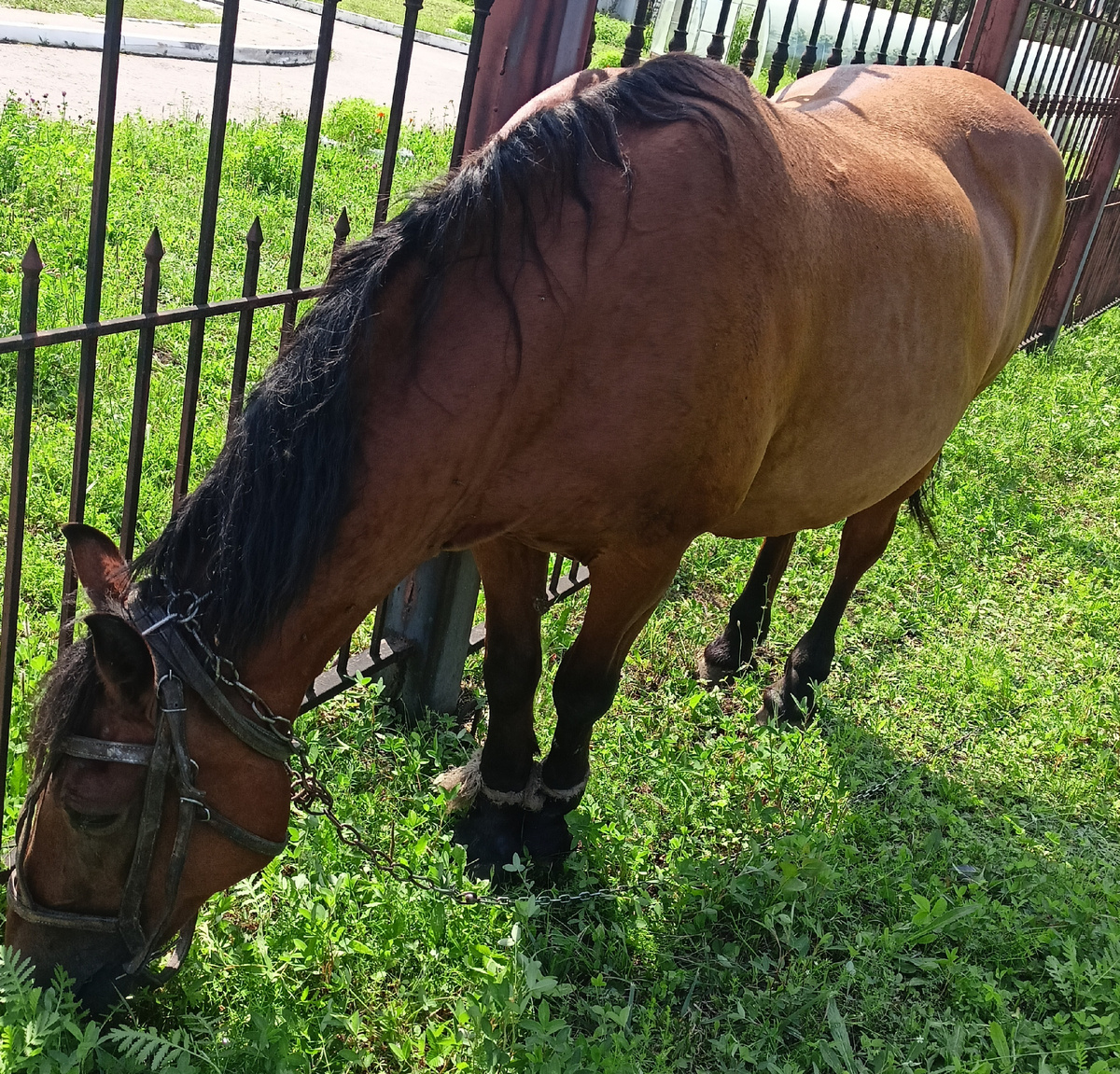 Вот так выглядит стреноженный конь.