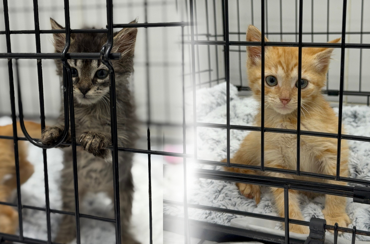 Мартин (слева) и Марсик (справа) 