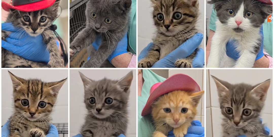 Ветклиника под Москвой превратилась в "кошачьи ясли"