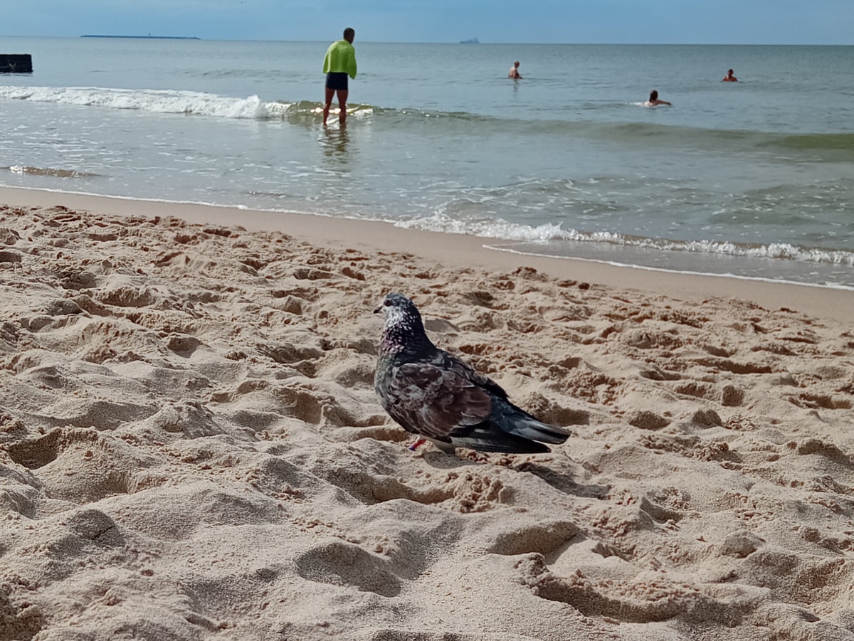 Зеленоградский пляжный голубь обыкновенный 
