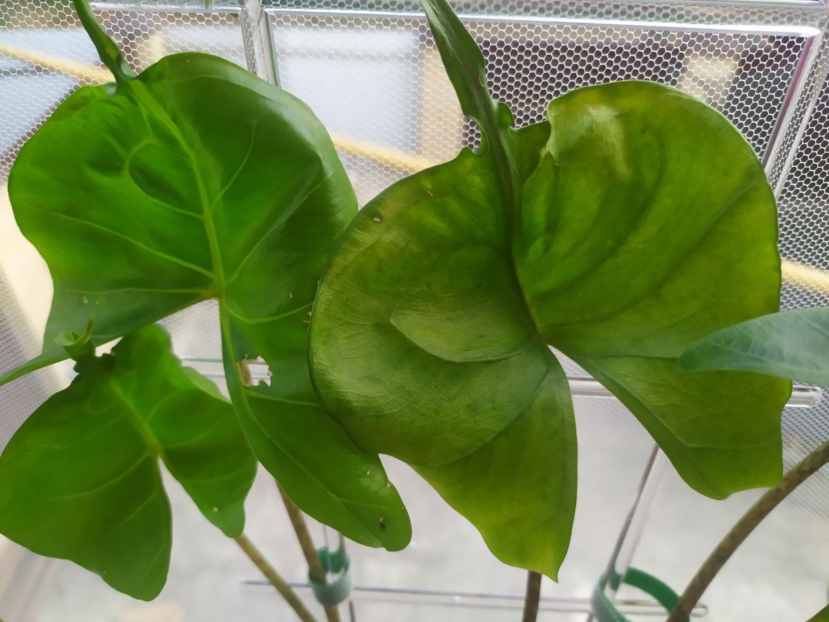 Листья алоказии стингрей, поврежденные паутинным клещем