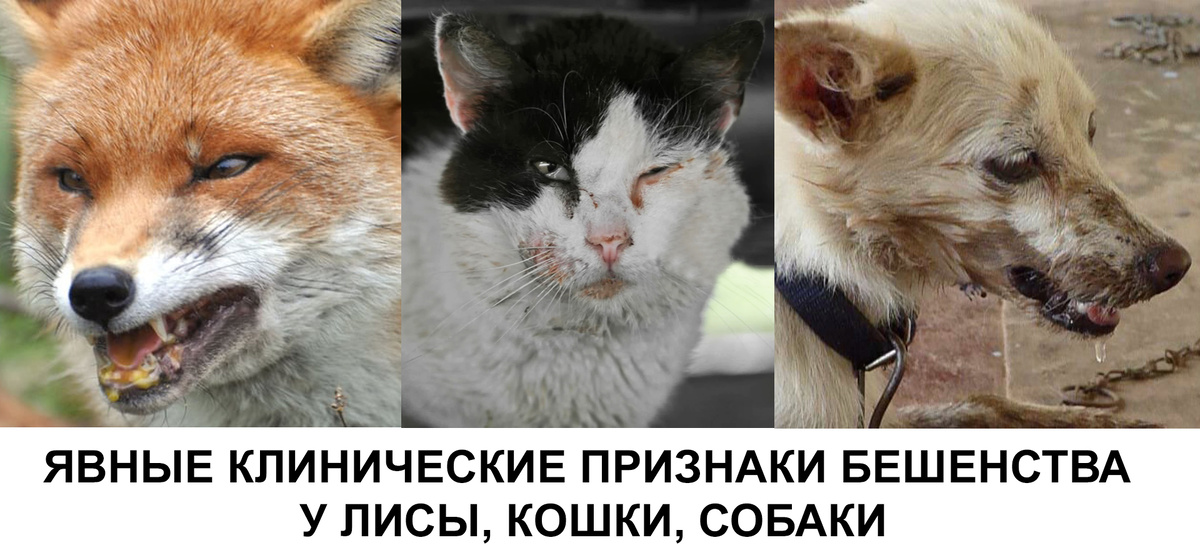 Рисунок 13. Явные клинические признаки бешенства у лисы, кошки, собаки (изображения из Интернета).