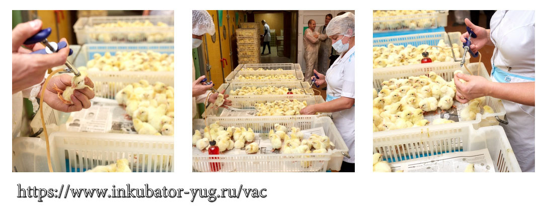 Фотографии с сайта сети инкубаториев "Степь 7"