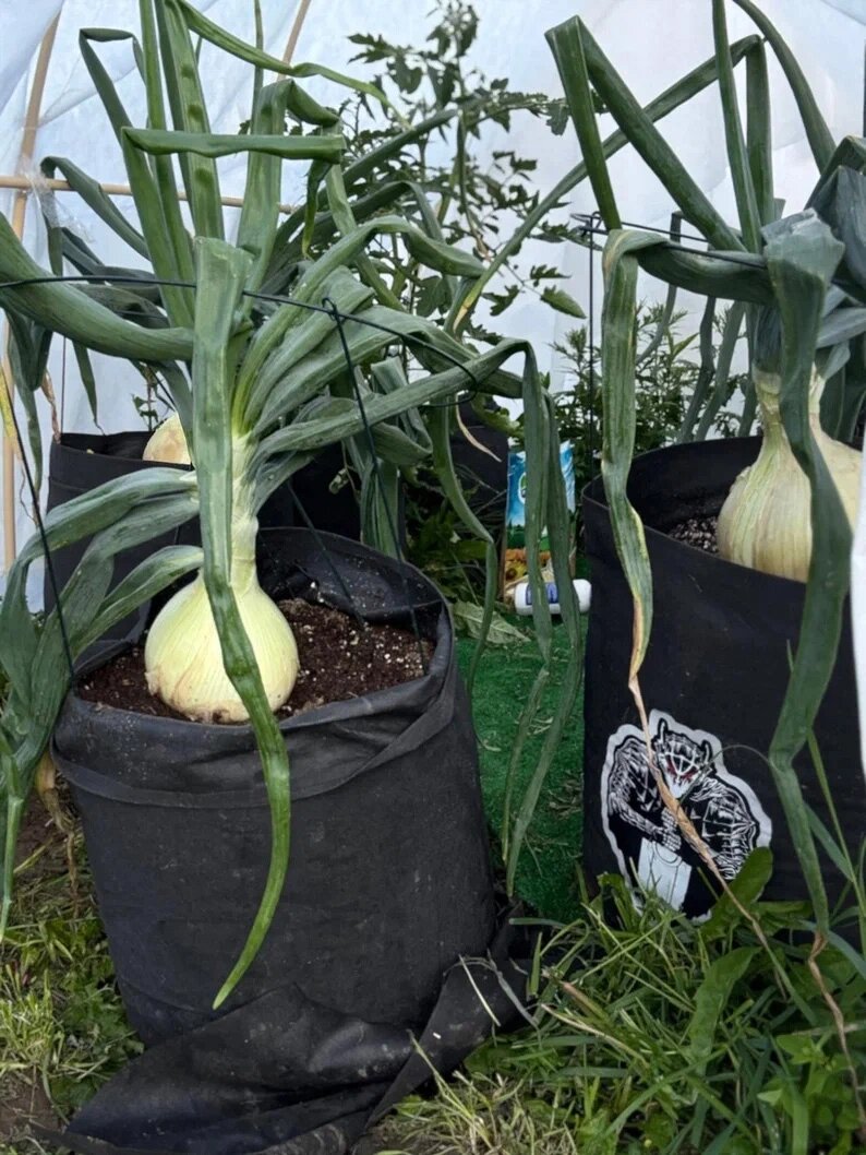    Для лука-рекордсмена подходят широко распространённые у нас Эксибишен, Русский размер и Айлса Грейг. Фото: Денис Терентьев