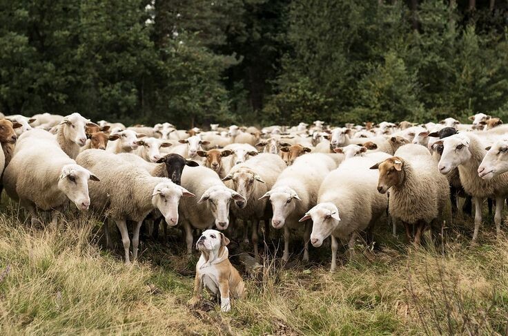 Из открытых источников Яндекса.