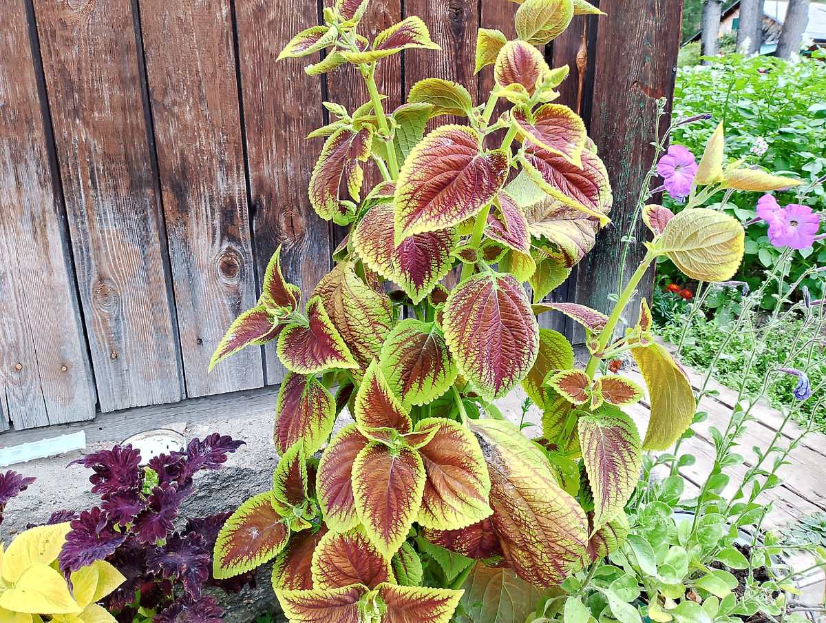 Фото автора.