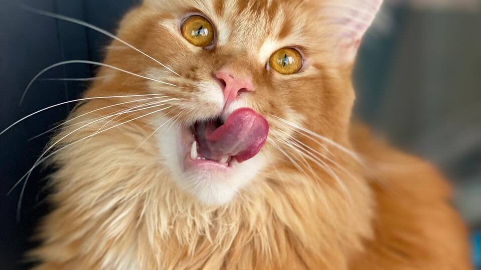 Как выбрать качественный сухой корм для кошки? Как "читать" составы?