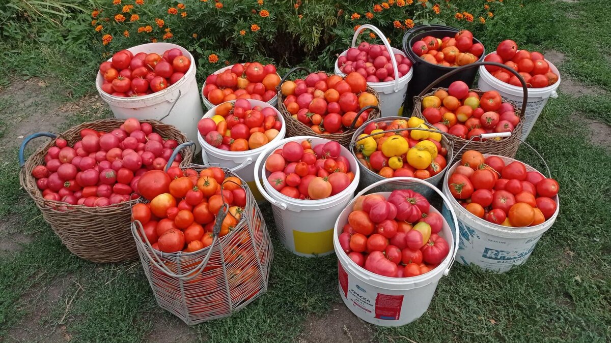 Это наши помидоры 4 года назад. В этом году урожай гораздо меньше.