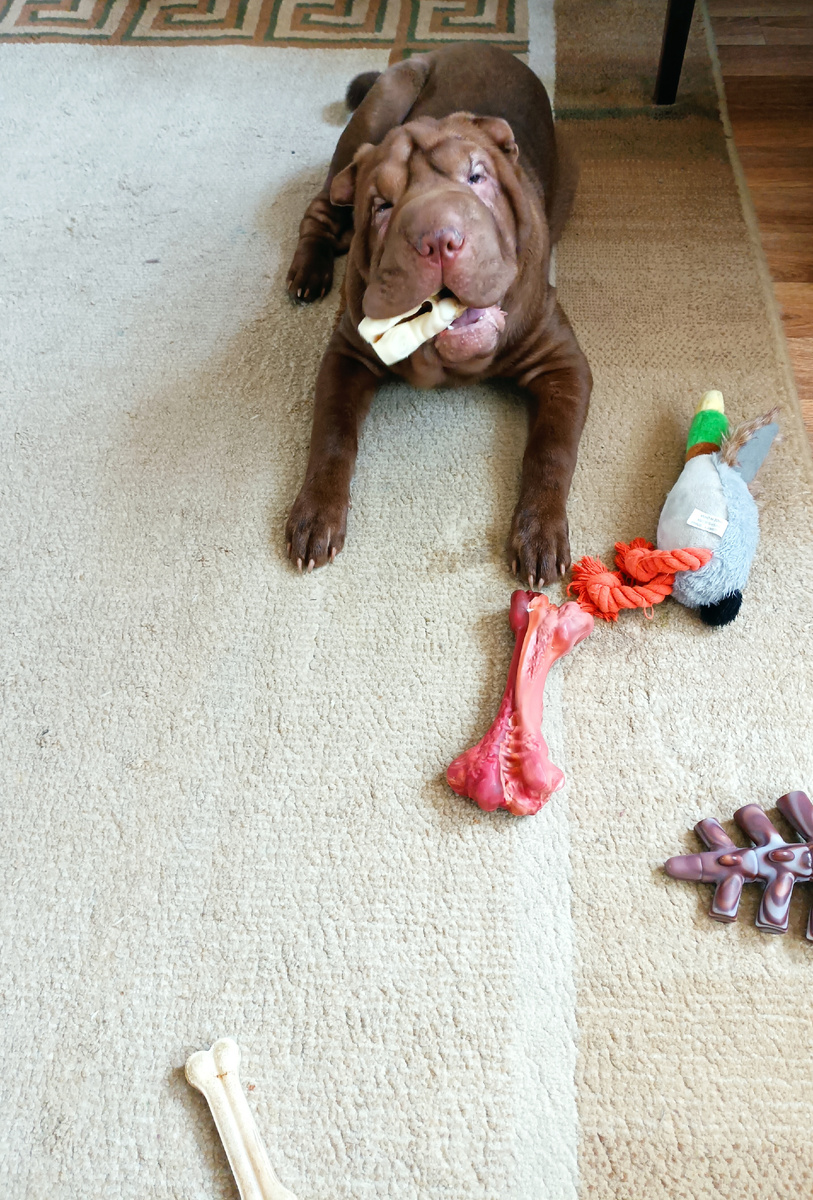 Алиска крокодил) растет, смотри! Умная, как Шаньга. 