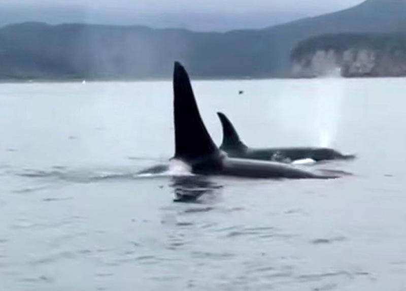 Фото: Косатки в Авачинской бухте / Скриншот с видео из социальных сетей