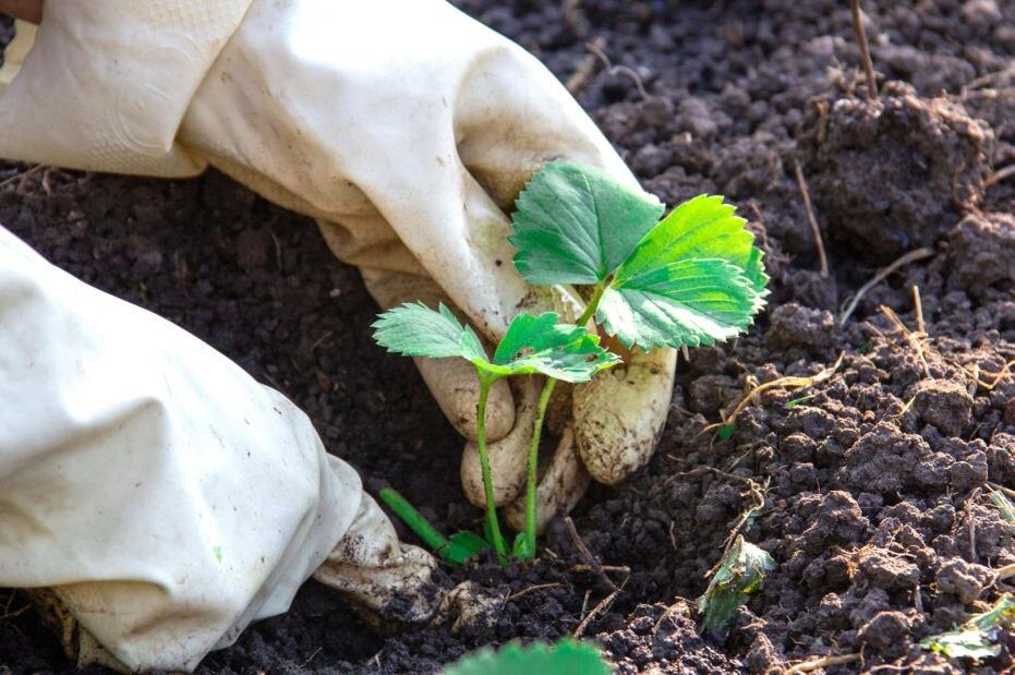    Shutterstock/FOTODOM