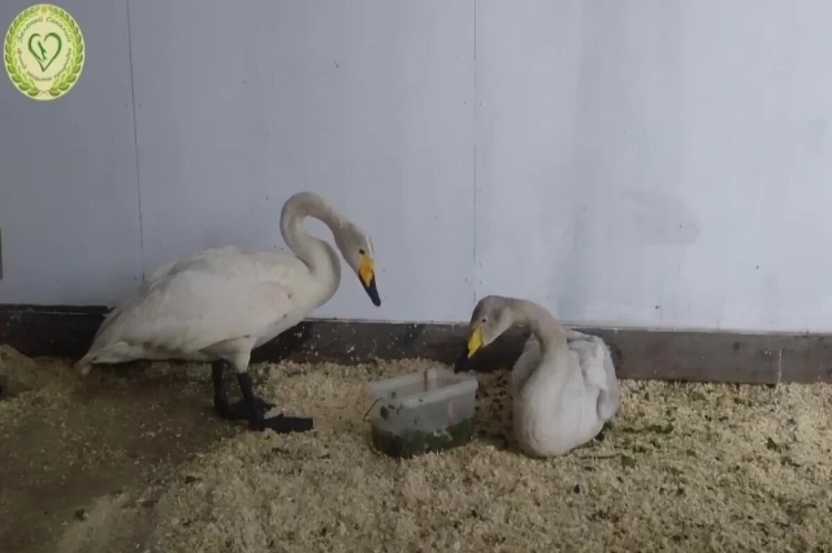    Читинка спасла молодого лебедя во время недавнего паводка