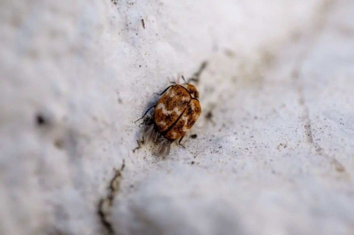    Энтомолог Хряпин назвал способы эффективного уничтожения постельных клопов