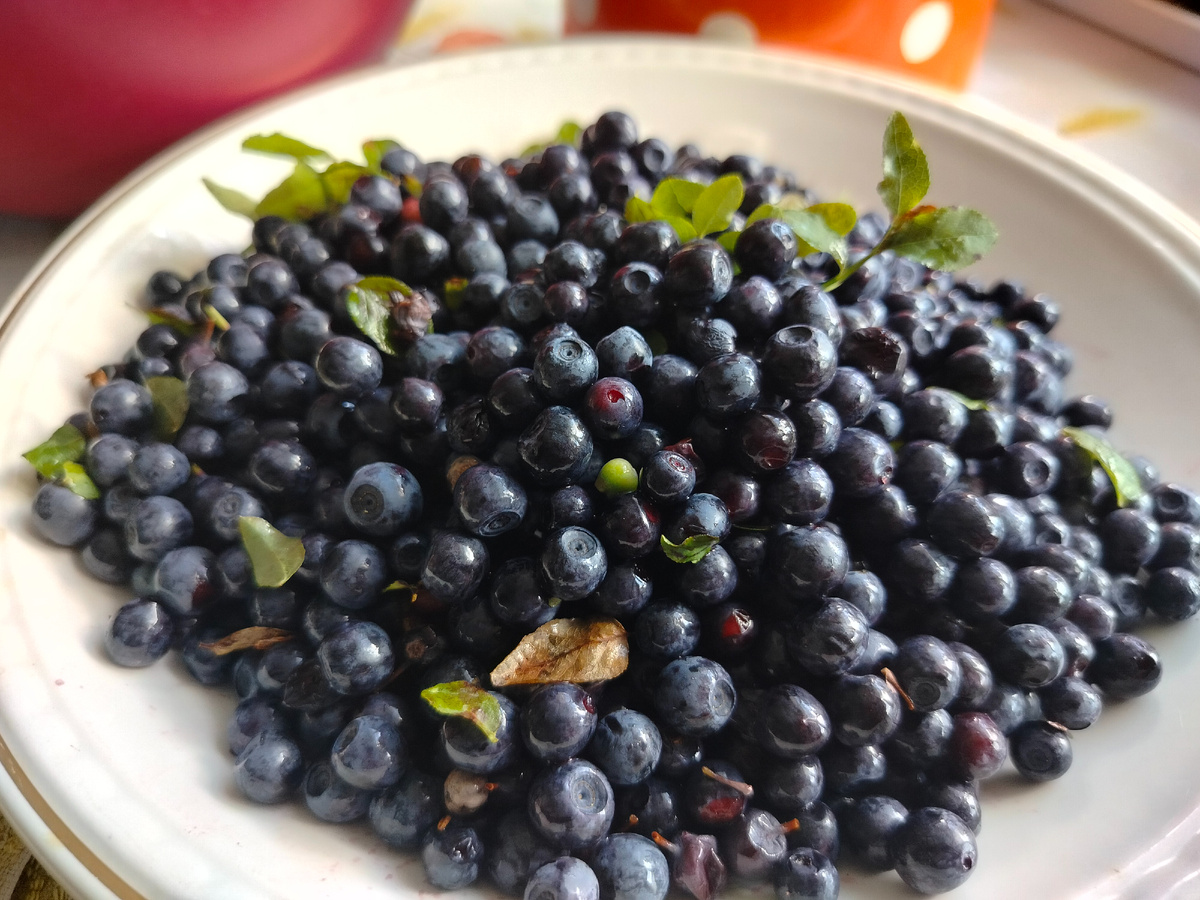 Черника лета 2025 года