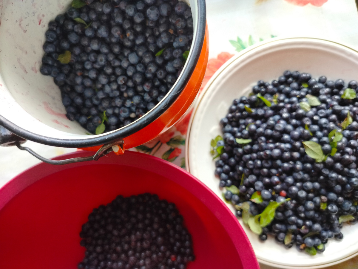 Перебираю ягоду. Черника лета 2025 года