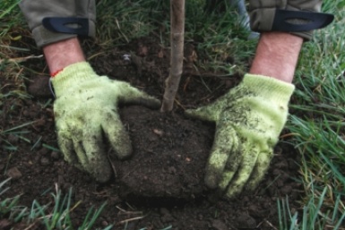 Мульча из ничего: превращаем мусор и отходы в садовое золото  📷
