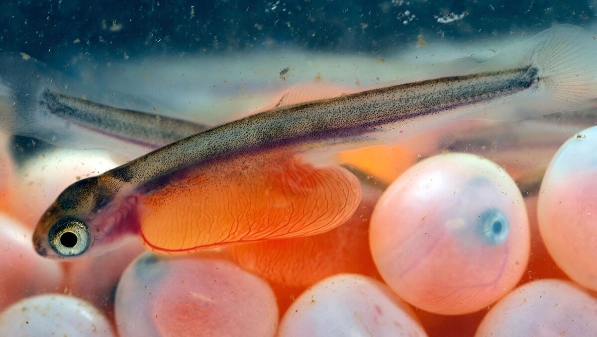     Источник: Росрыболовство