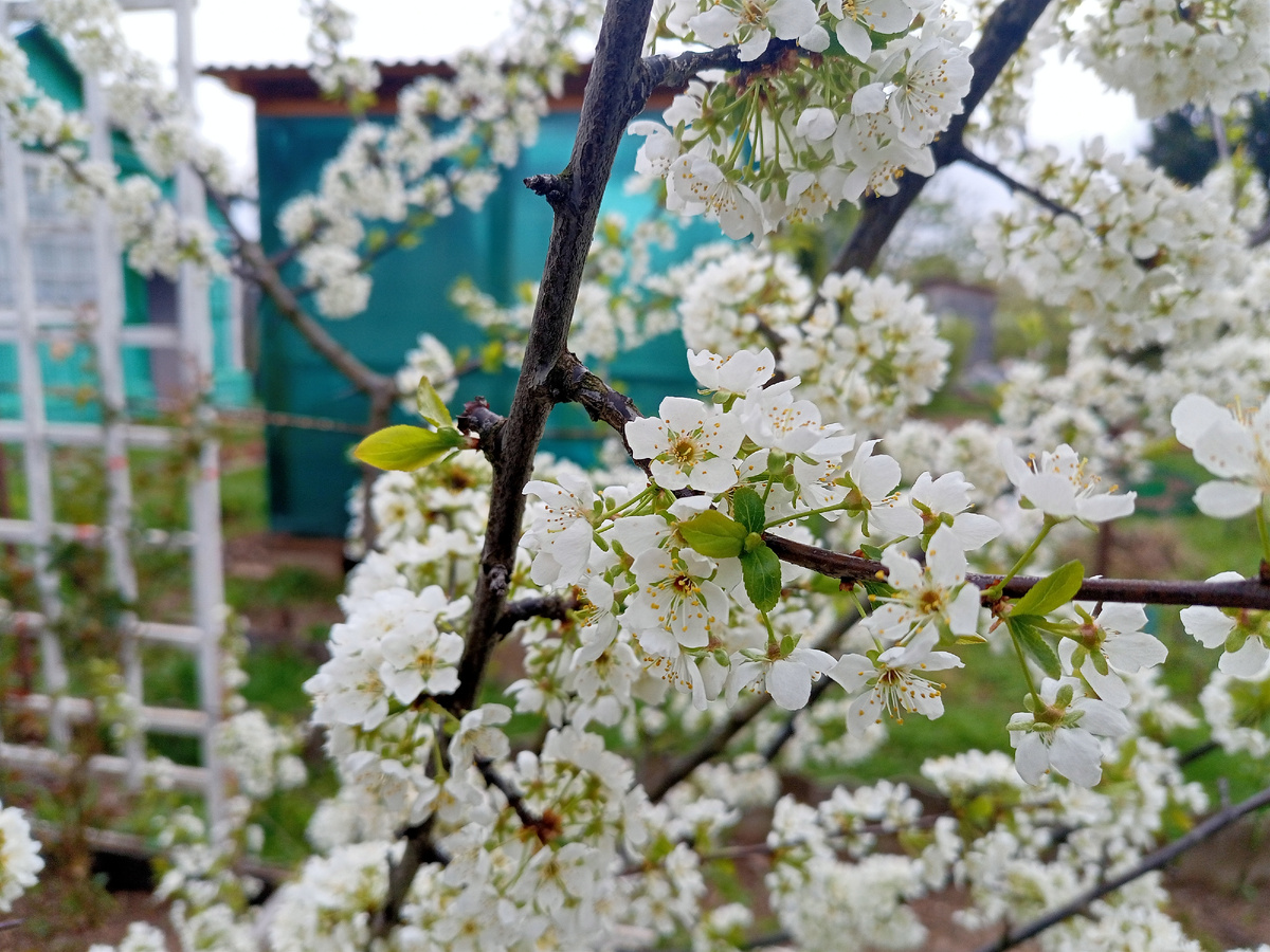 В мае цветет