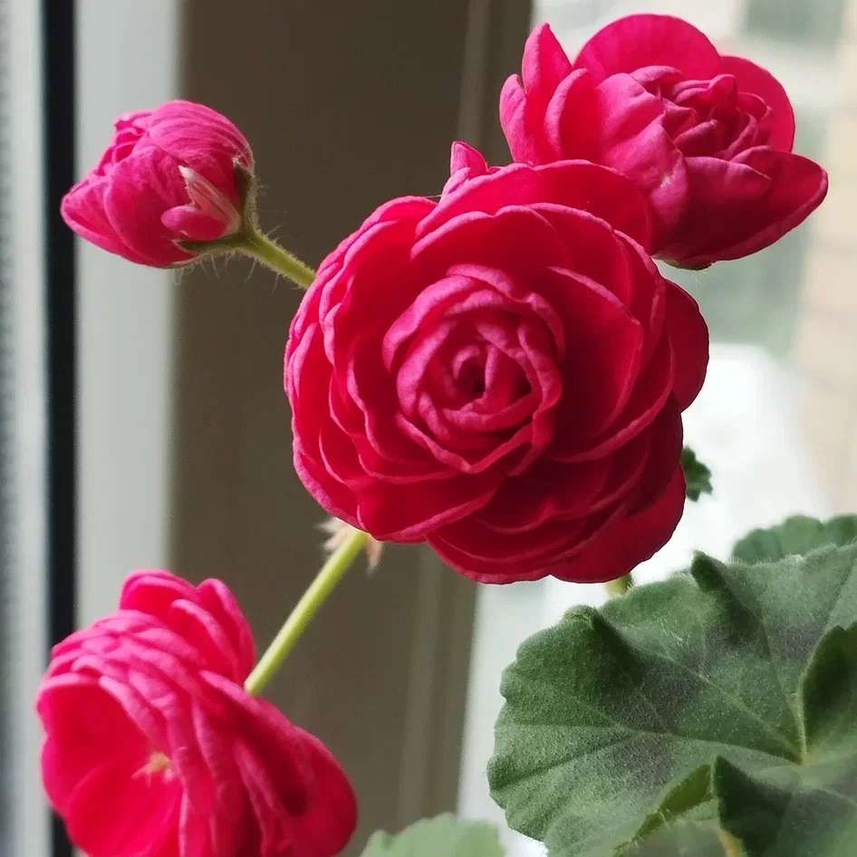 Пеларгония Пак Вива Розита, Единственная купленная мной сортовая пеларгония, за довольно ощутимые деньги, в полуроспуске прекрасна, Первое цветение, основную массу бутонов отсушила(