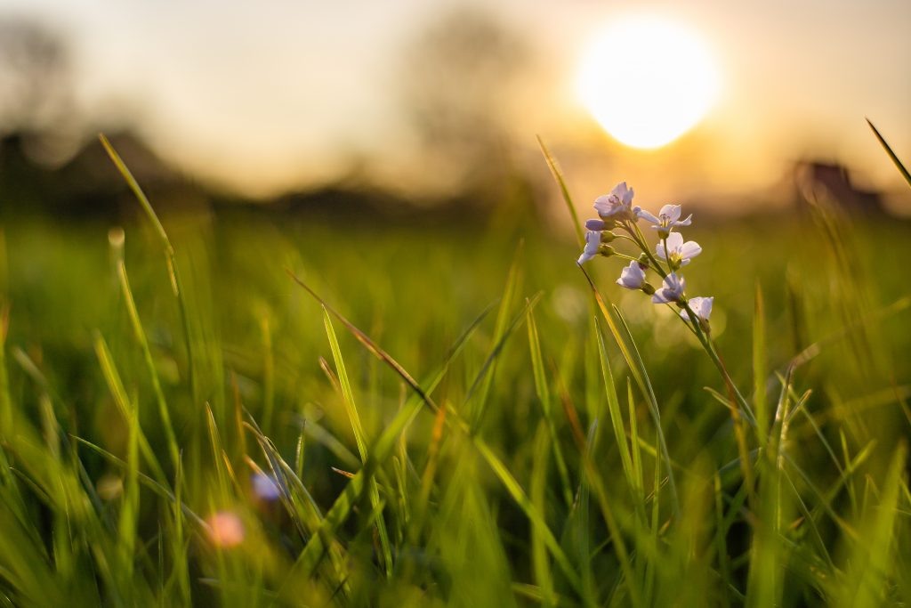    A closeup shot of a tiny flower growing in fresh green grass with a blurred background Журналист