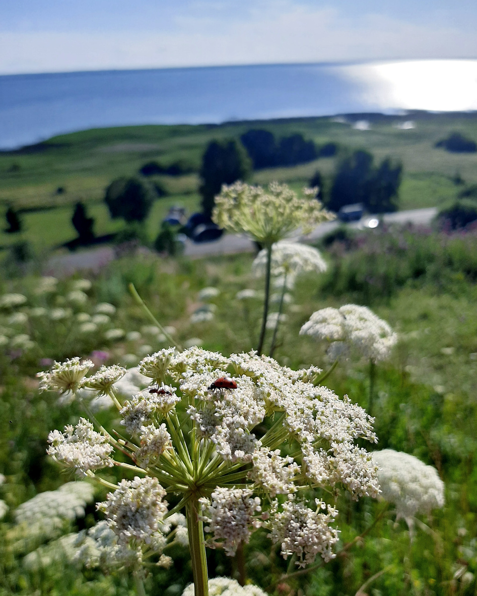 Александрова гора