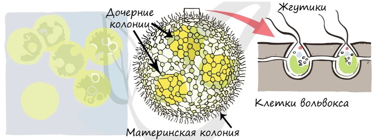 Кодония вольвокса-жгутиковой водоросли. 
