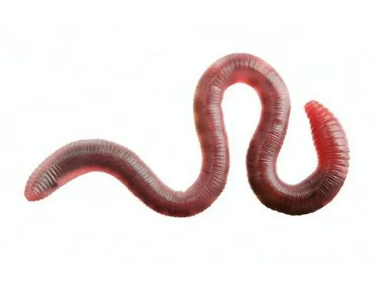 Дождевой, он же земляной червь с наглядными мышечными кольцами. 