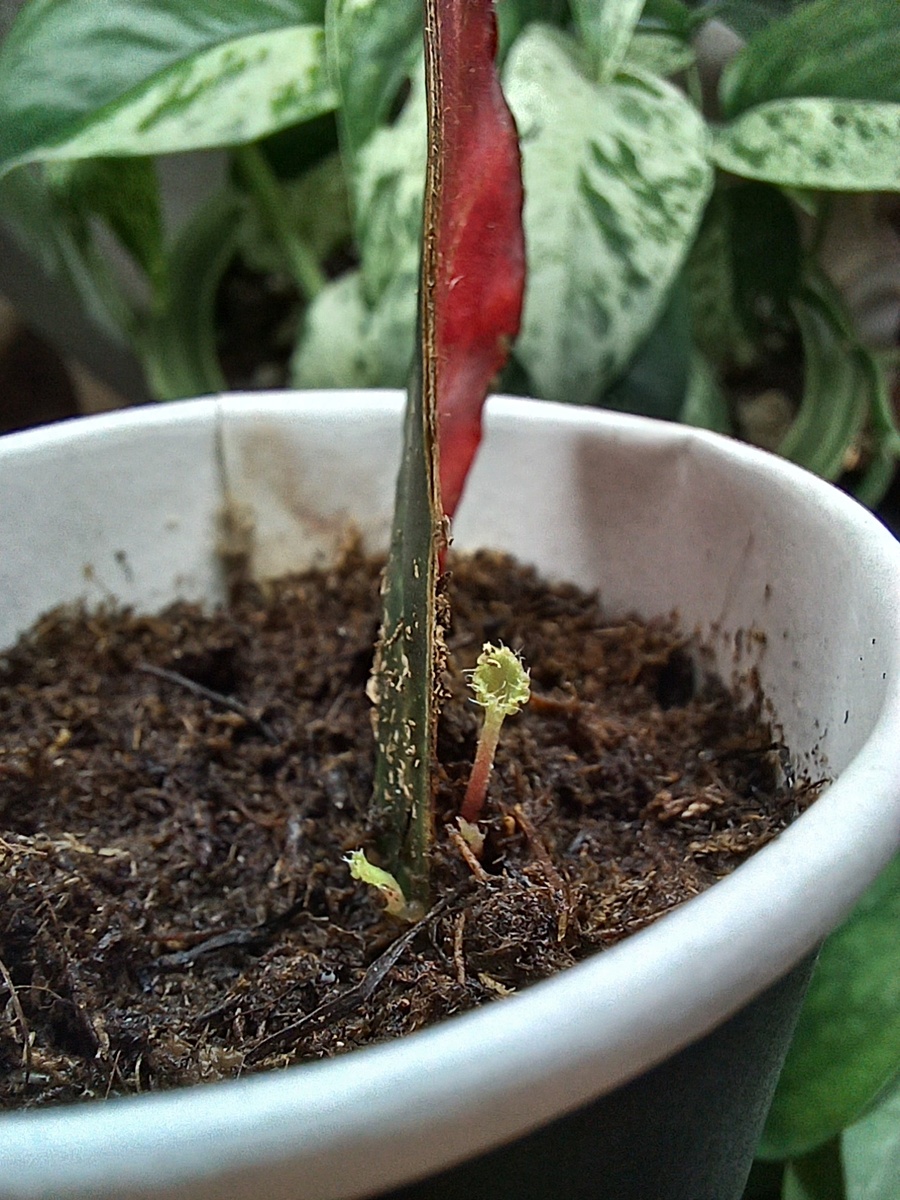 Бегония Cleopatra