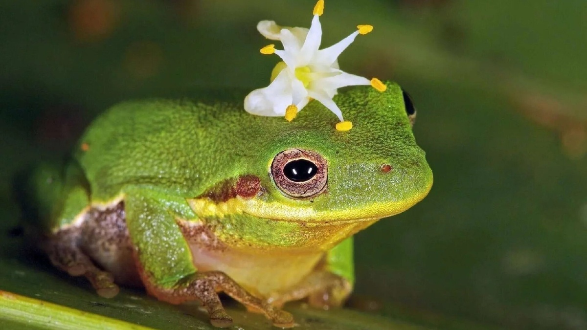 Фото с сайта: https://wallpaper.mob.org/pc/image/animal-frog-338085.html