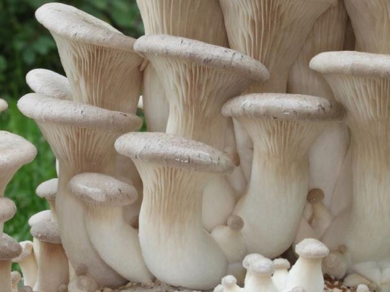    Исследователи научили гриб управлять роботом