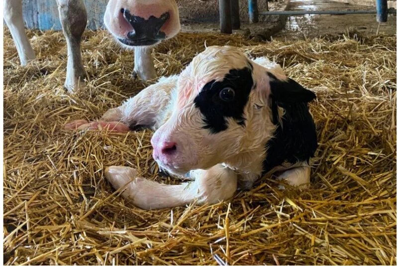 Пересмотр протокола помог команде компании Singing Brook Farms, Имлер, штат Пенсильвания, усовершенствовать процесс доставки молозива. Два ключевых менеджера компании рассказывают, как теперь они без проблем доставляют высококачественное молозиво каждому новорожденному теленку.