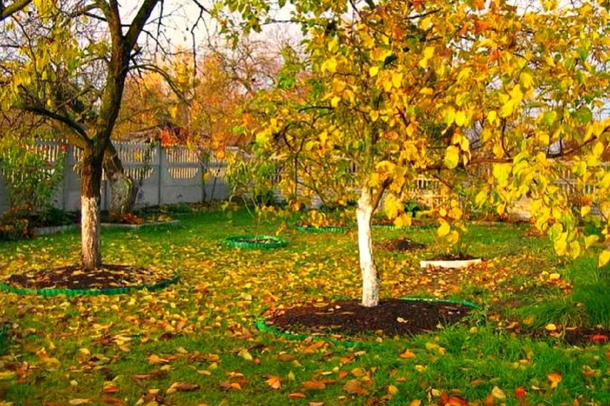 Самое время подкормить плодовые деревья