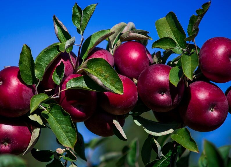 После хорошего осеннего удобрения деревья порадуют богатым урожаем