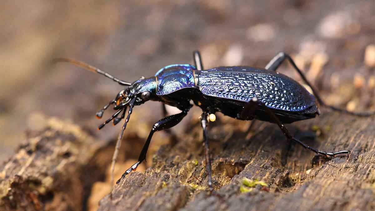 Фото с сайта: https://wildfauna.ru/zhuzhelica
