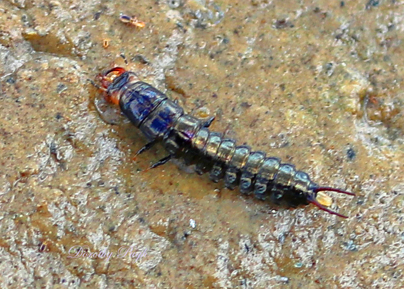 Личинка жужелицы , фото с сайта: https://dpughphoto.com/jordan_lake_mudflats.html