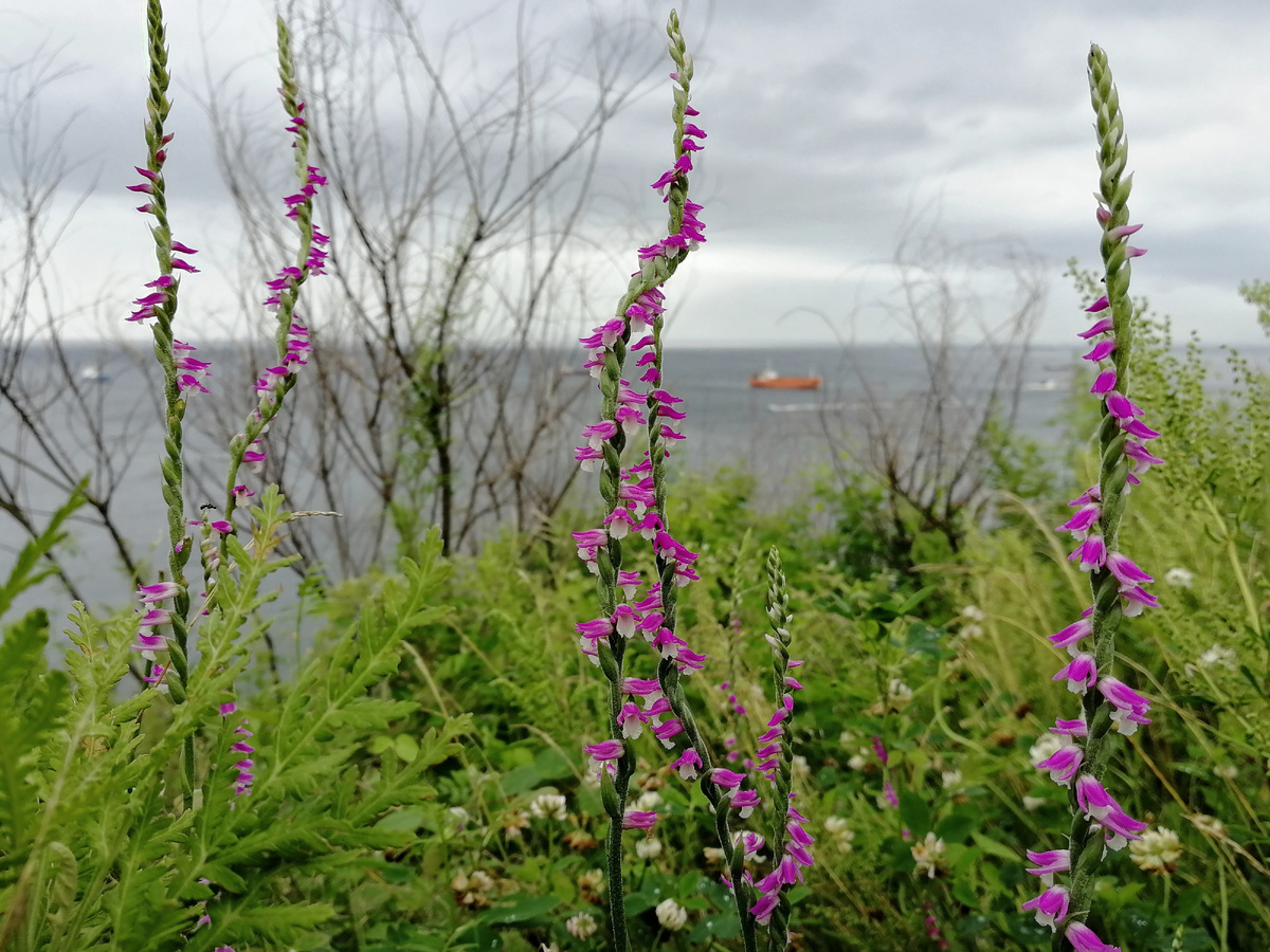 Скрученник китайский — красивое растение из семейства орхидные. Владивосток, полуостров Шкота. Позади растений — Амурский залив Японского моря. 