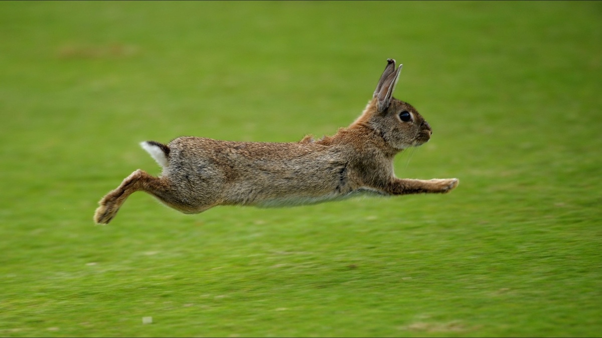 Фото с сайта: https://kudosvao.ru/kadri-mudrosti/zayats-rusak-bezhit.php