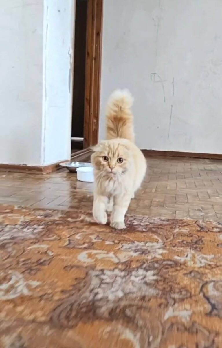 Растерянный Марик бродил в ожидании хозяев по кошкиному дому. Фото из архива автора