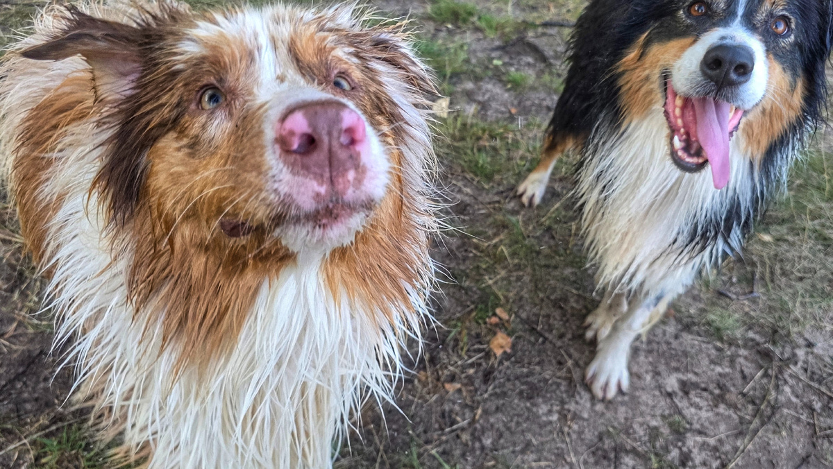 Мои аусси Мака и Валли