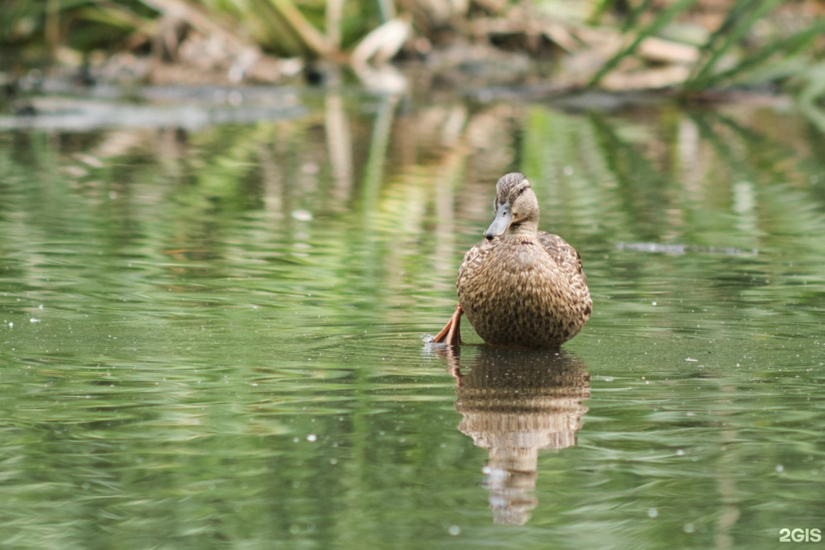 Пруд с утками в Академгородке
