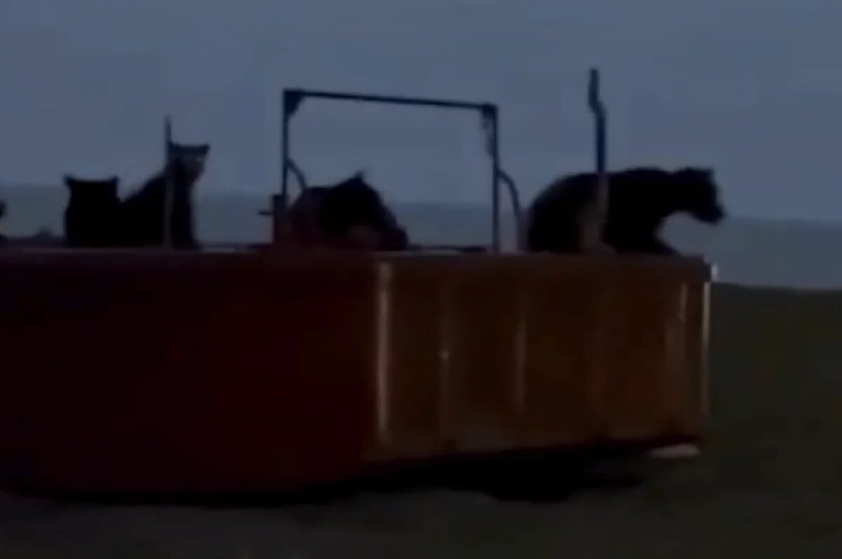    Смелый автомобилист прогнал с десяток медведей с пляжа на Камчатке