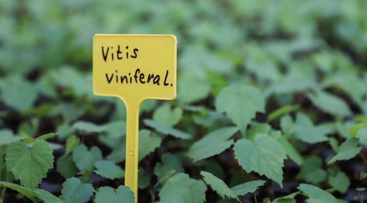 Vitis vinifera в переводе означает «виноград, дающий вино» Фото: Валерия Шатько