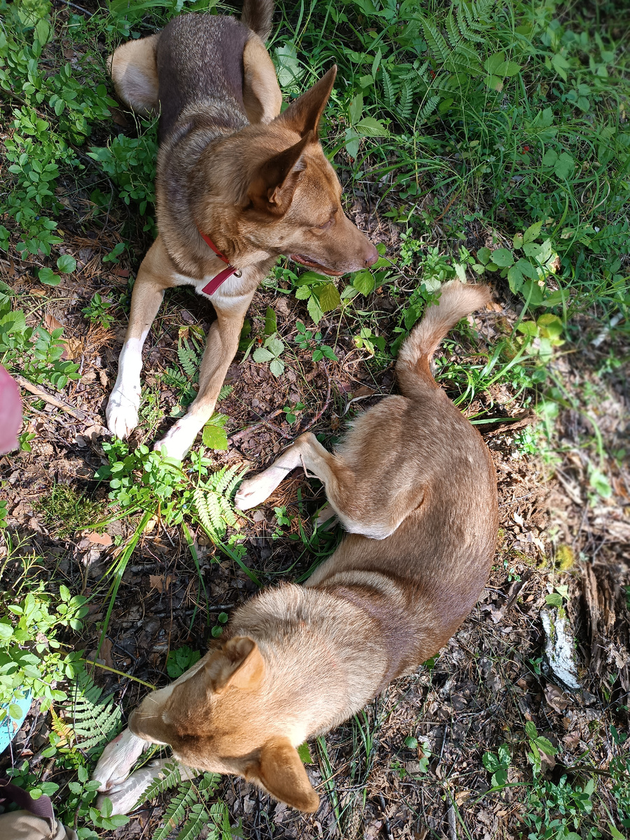 Лаки и Филя